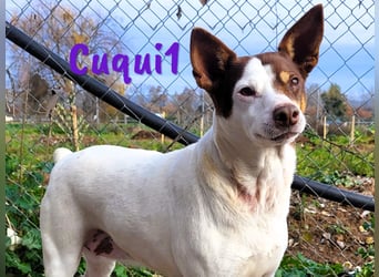 Cuqui1 06/2019 (ESP) - entspannte und liebe kleine Ratonero Bodeguero Andaluz Hündin!