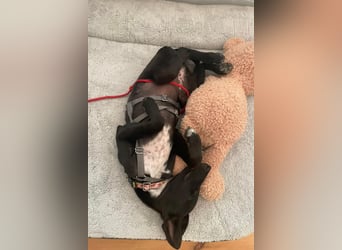 Susi sucht ihre Lieblingsmenschen (10709 Berlin)