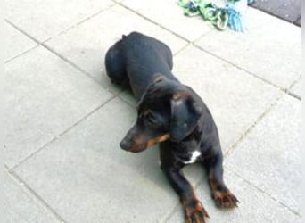 Update Archie: auf PS in 42117 Wuppertal