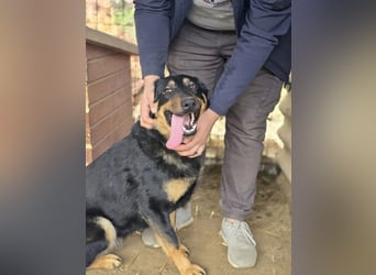 Mimi-LM, Traumhündin sucht aktive Familie