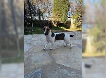 Jack Russel Hündin Fika