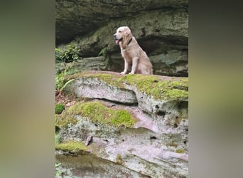 Golden Retriever Deckrüde