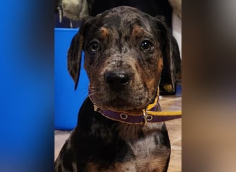 Louisiana Leopard - Catahoula