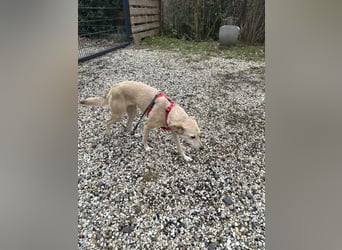 Pinscher- Mischlingsmädchen Elsa sucht ihr liebevolles Zuhause