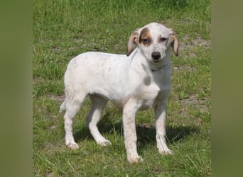 Lilli - Familie mit Herz gesucht