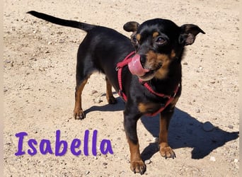 Isabella 07/2023 (ESP Pflegestelle) - verschmuste und verträgliche, kleine Pinscher-Mix Hündin!