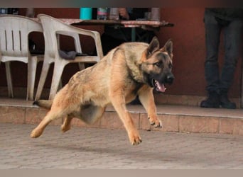 Ivo VI – Kluger, aktiver Malinois-Rüde sucht erfahrenes Zuhause mit Köpfchen