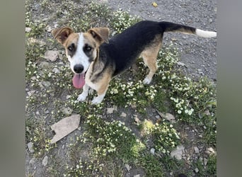Hundeherz  sucht Familienglück 