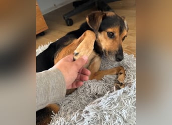Roby ❤️ aktiver, verschmuster Rollibub!