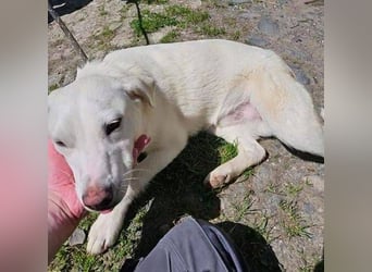 Dante, Labrador Mischling