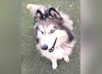 Husky-Mix Arci sucht seine liebe Familie