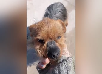 Tobby, sucht mit seiner Freundin Tara ein Zuhause