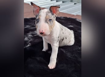 Mini bullterrier - Australian shepherd mix welpen