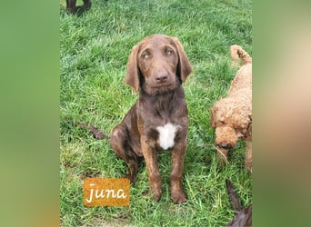 Welpen Labradoodle F1 Braun Könispudel x Labrador