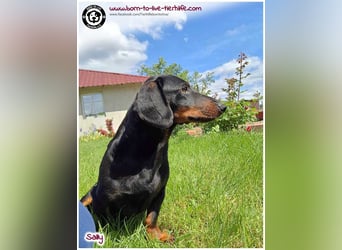 Mega liebe Sally sucht ein Zuhause