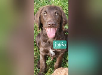 Welpen Labradoodle F1 Braun Könispudel x Labrador