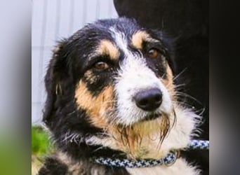 Kathy, Mix Border Collie / Griffon, lieb und sozial