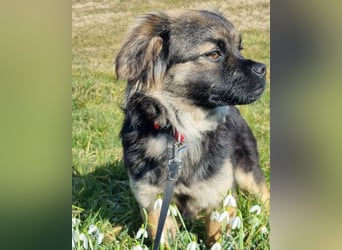 Kleine, feine ♥Roma♥ auf Körbchensuche