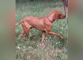 Huba, geboren 01.01.2024, 54cm sucht aktive Menschen (Pflegestelle Deutschland)