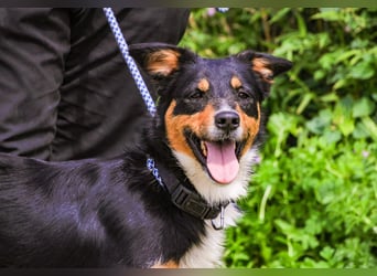 Jackie, Mix Jack Russel Terrier / Border Collie