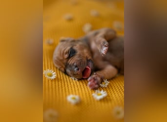 Rhodesian Ridgeback Welpen mit FCI-Ahnentafel