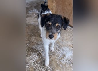 Tobi, charmanter kleiner Knopf, katzen hunde Menschenfreund