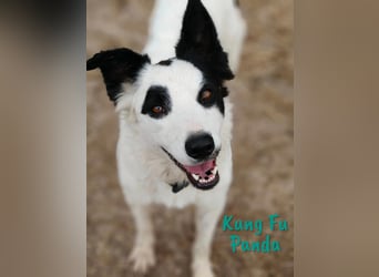 Kung Fu Panda 02/2023 (ESP) - verspielter & verträglicher, junger Border Collie Mix!