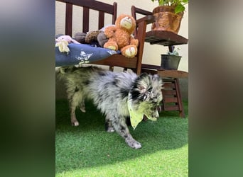 Lio – kleiner Spitz mit großem Herzen sucht ein liebevolles Zuhause