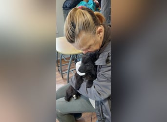 Para, zarte Seele sucht ruhiges Zuhause