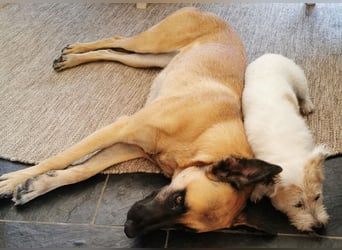 Ava, schöne Malinois-Mix Hündin sucht neues Zuhause !