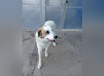 Olivia, eine sanfte große Hündin