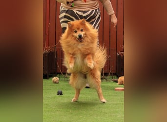 Balu SR – Schatz sucht Ruhe