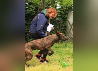 Brenda LM – freundliche Doggen-Boxer-Mix-Hündin sucht liebevolles Zuhause