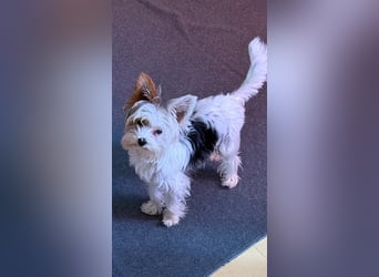 Fussel, Biewer-Terrier, Rüde, 4 Monate, 20 cm