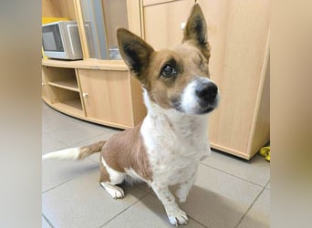 liebenswertes Einauge SZISZI - 7 Jahre, 35cm - Jack Russell-Mix