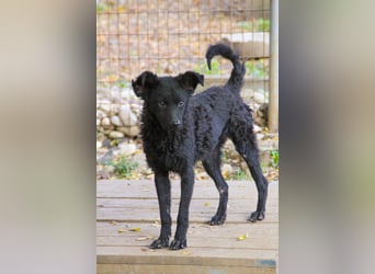 Freundlicher PANCHO ist ein liebevoller und allseits beliebter Traumhund