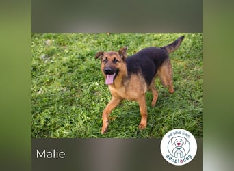 Malie – Aktive Hündin sucht Zuhause