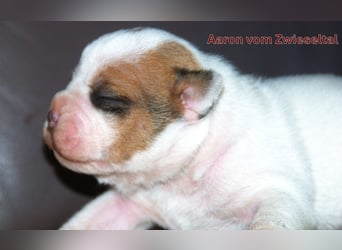 Continental Bulldogs vom Zwieseltal