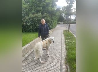 Francesco - Sein Traum: Grundstück und Streichelhänden