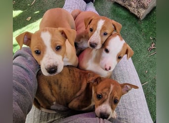 Lucky - ein Welpe sucht sein Körbchen