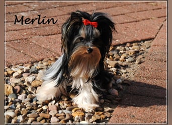 Yorkshire Terrier Hündinnen u. Rüden