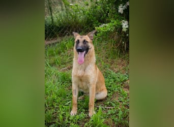 DELIA - die verspielte, aktive und menschenbezogene Maus sucht ein liebes Zuhause