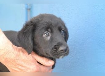 Der kleine Conguito braucht ein liebevolles Zuhause