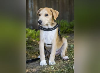 Bailey SI – 3 Jungs suchen ihr großes Abenteuer