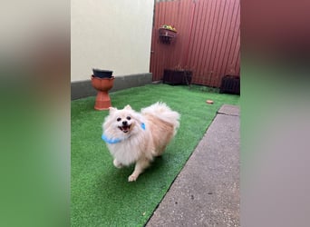 Monty SR – Schatz sucht Ruhe