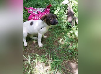 Hundekind „GERTI“, ausreisebereit Ende Juni 2025, sucht Familie