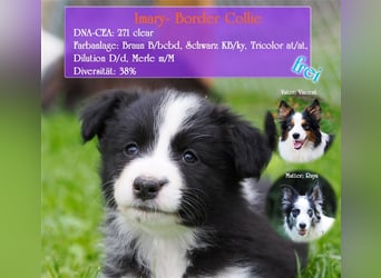 Border Collie Welpen