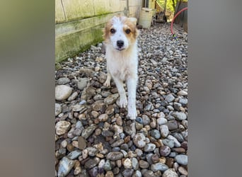 Zauberhaftes Hundemädchen ANNEMARIE ist neugierig und verspielt