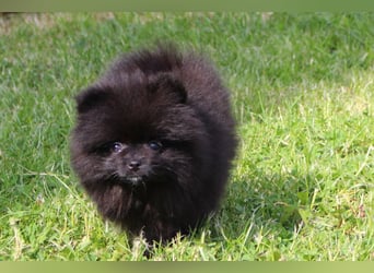 Zwergspitz Pomeranian Welpen in verschiedenen Farben mit Papieren