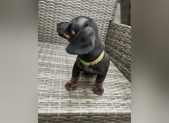Wunderschöne Dackelwelpen Black-Tan